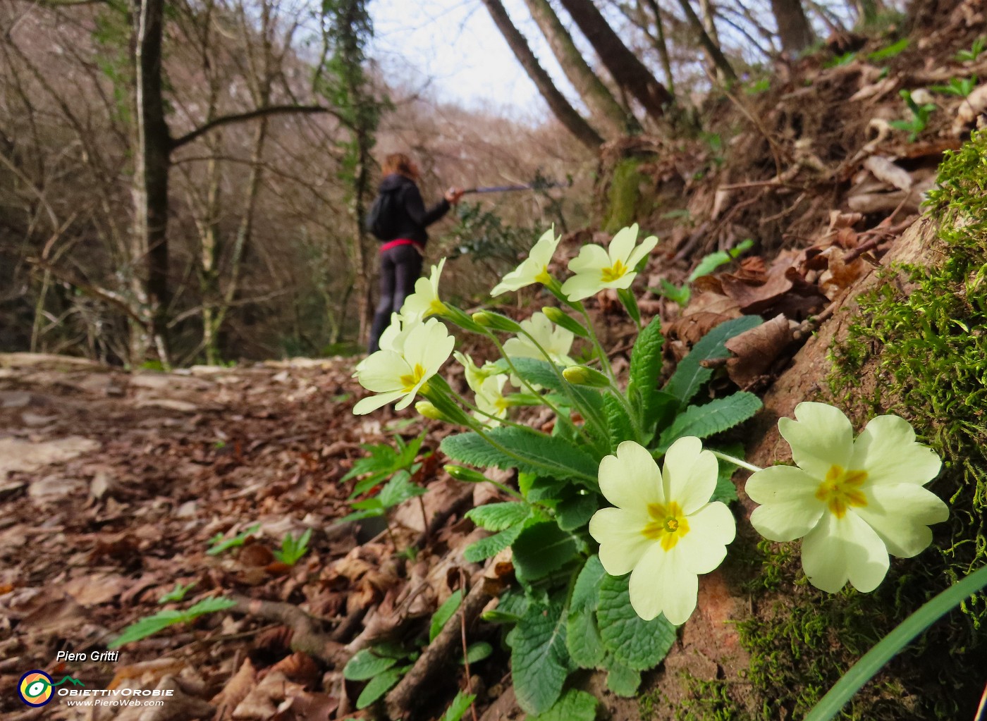 26 Il sentiero nel primo tratto pianeggiante è adornato da primule in fiore.JPG